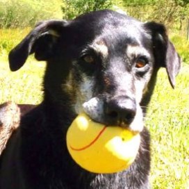Hund spielt mit Ball