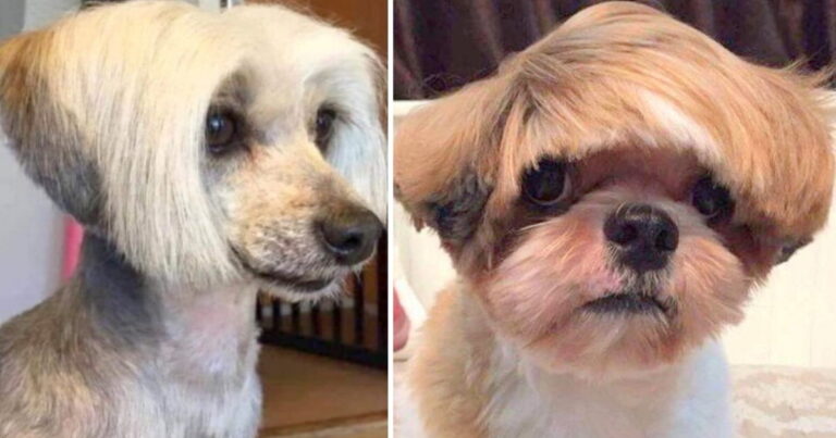Hunde mit neuer Frisur